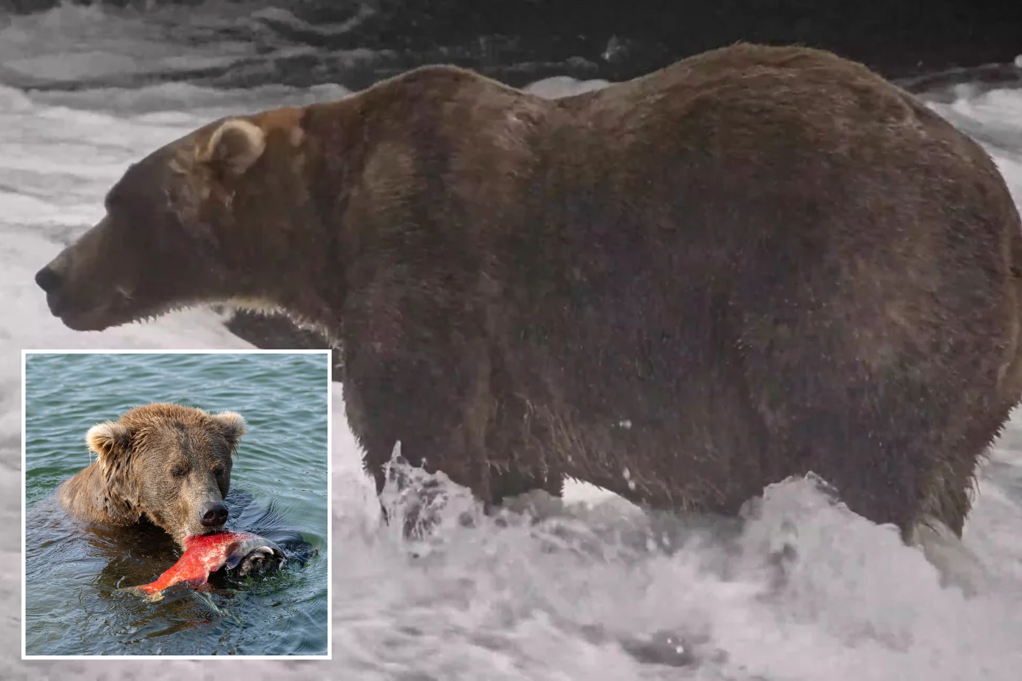 Gentle giant Backpack declared winner of Alaska’s Fat Bear Week