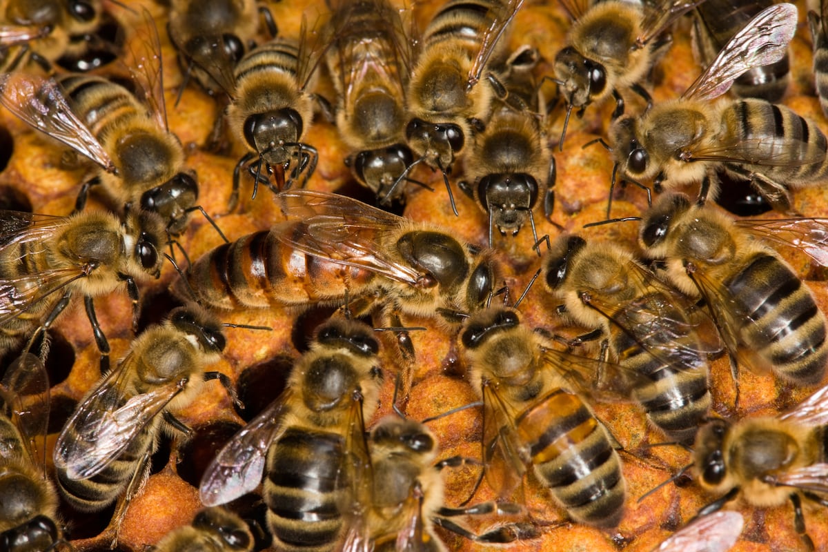 Irish honey, Chinese bees: Labelling law change makes clear true origins of Irish brands