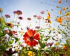 Natural history GCSE to teach teenagers to plant wildflower-friendly gardens