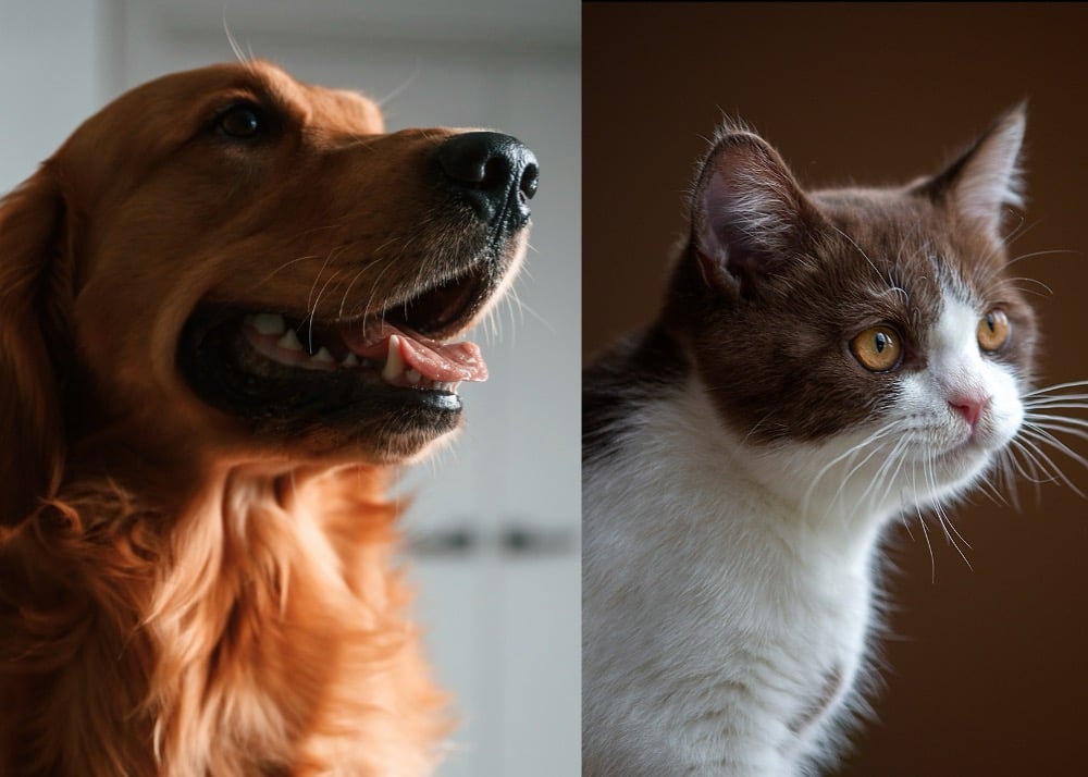 Current Global puts its best paw forward with Paws & Co. pitch win